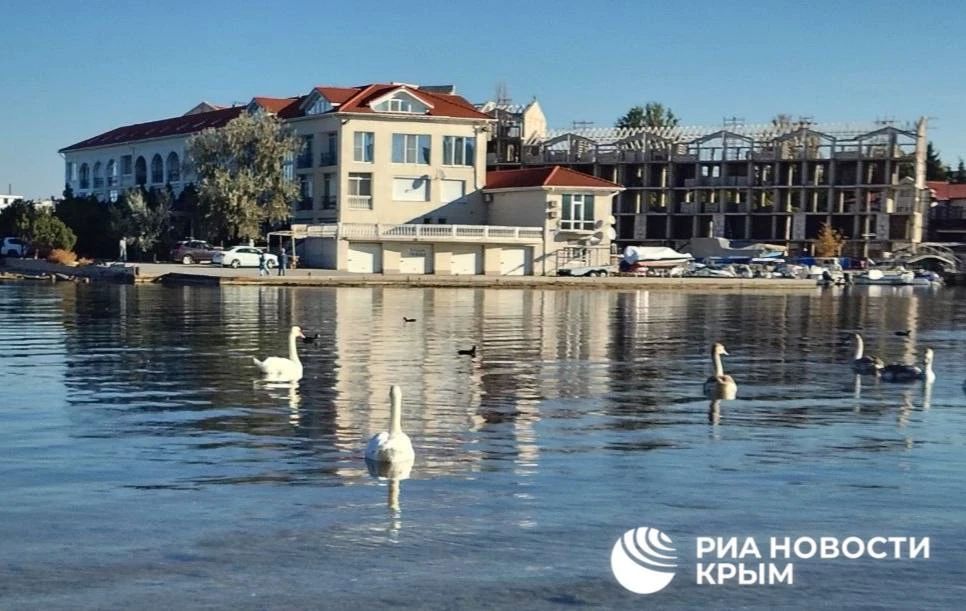 В Севастополь на зимовку прилетели лебеди