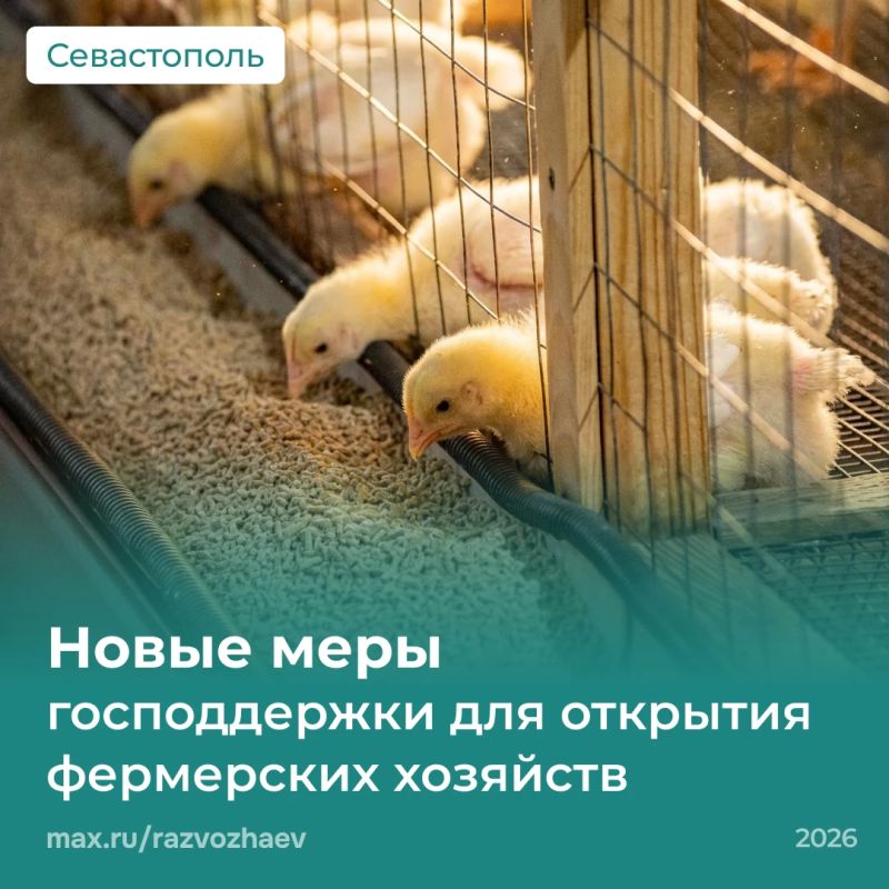 Михаил Развожаев: Севастопольцы пользуются новыми мерами господдержки для открытия фермерских хозяйств
