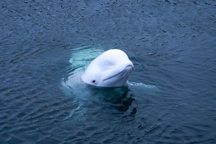 Проблемы со светом и кормами: двух белух и морского льва отправят из Крыма в Москву Проблемы со светом и кормами: двух белух и морского льва отправят из Крыма в Москву