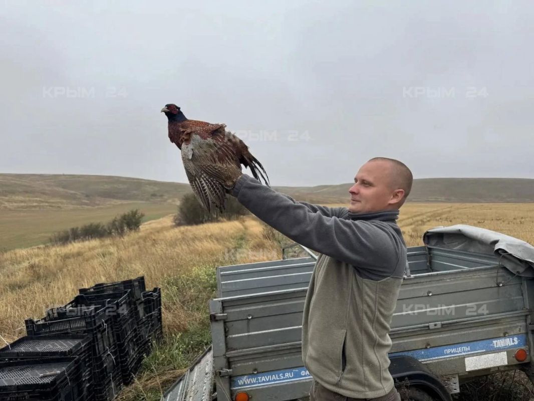 100 фазанов расселили в охотничьем угодье «Родниковое» Симферопольского района