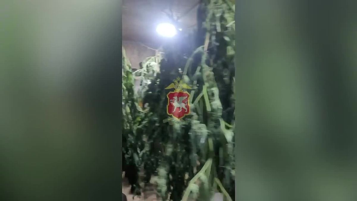 Предприниматель из Судака подозревается в хранении более 6,5 кг конопли — возбуждено уголовное дело