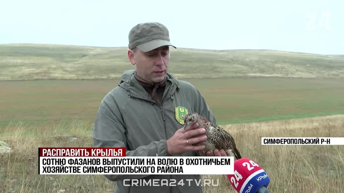 Сто фазанов выпустили на волю в охотничьем хозяйстве Симферопольского района