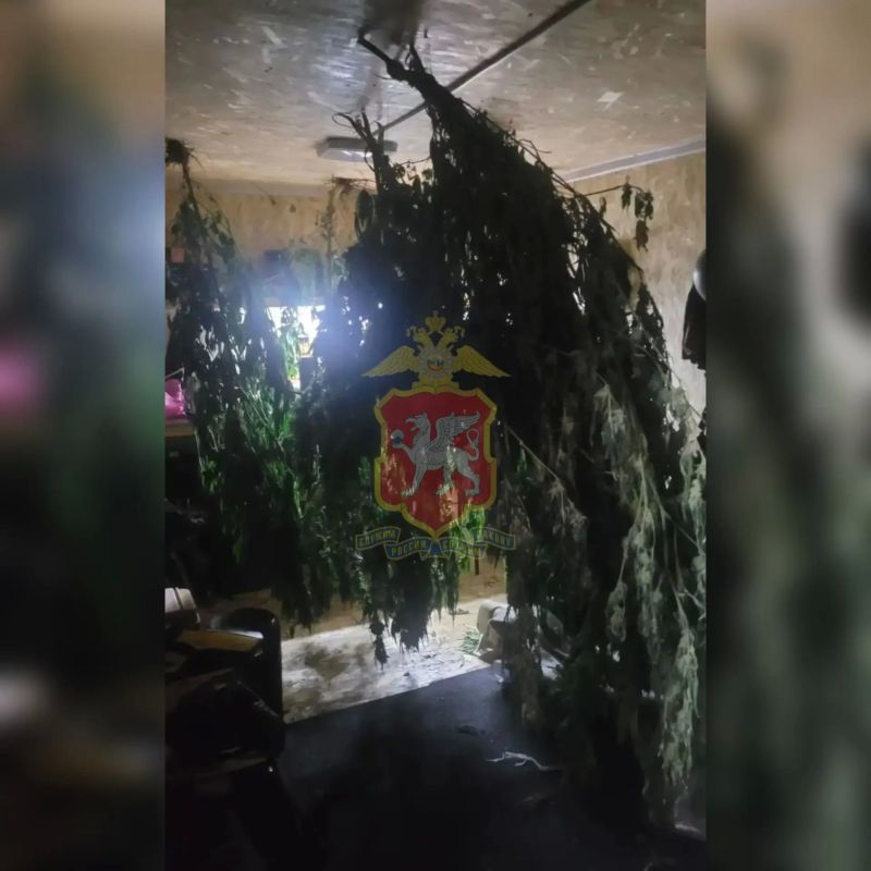 Предприниматель из Судака подозревается в хранении более 6,5 кг конопли — возбуждено уголовное дело Предприниматель из Судака подозревается в хранении более 6,5 кг конопли — возбуждено уголовное дело