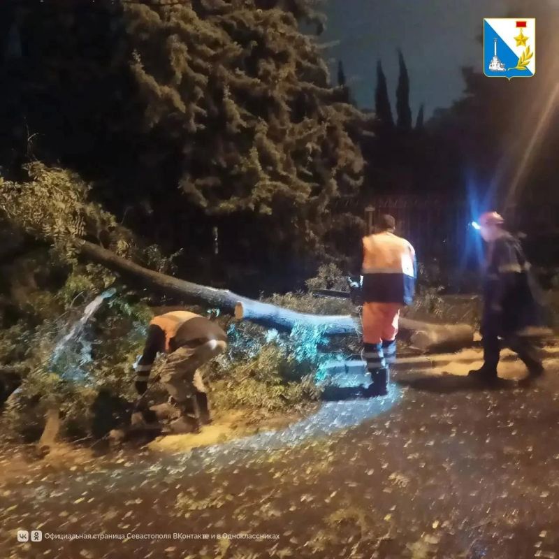 Дерево упало на проезжую часть на улице Очаковцев в Севастополе