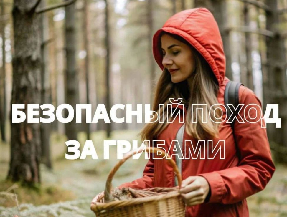 Сезон "тихой охоты" в самом разгаре, а это значит, что многие жители и гости полуострова всё чаще выбираются в горно-лесную местность за грибами