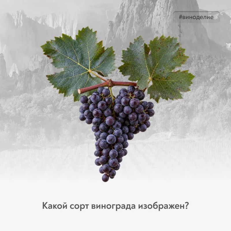 Он из культовой коллекции!