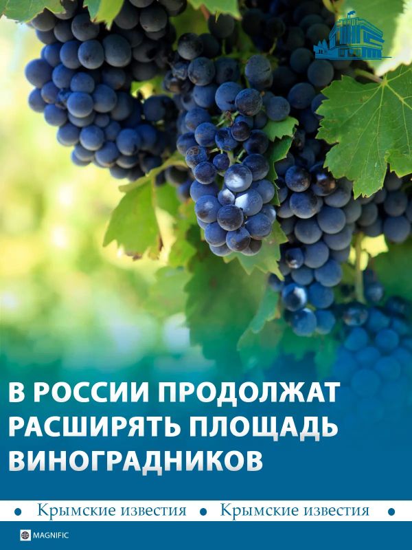 Россия занимает второе место в мире по темпам роста площадей виноградников, увеличив их за пять лет на 14% или 17 тыс гектаров