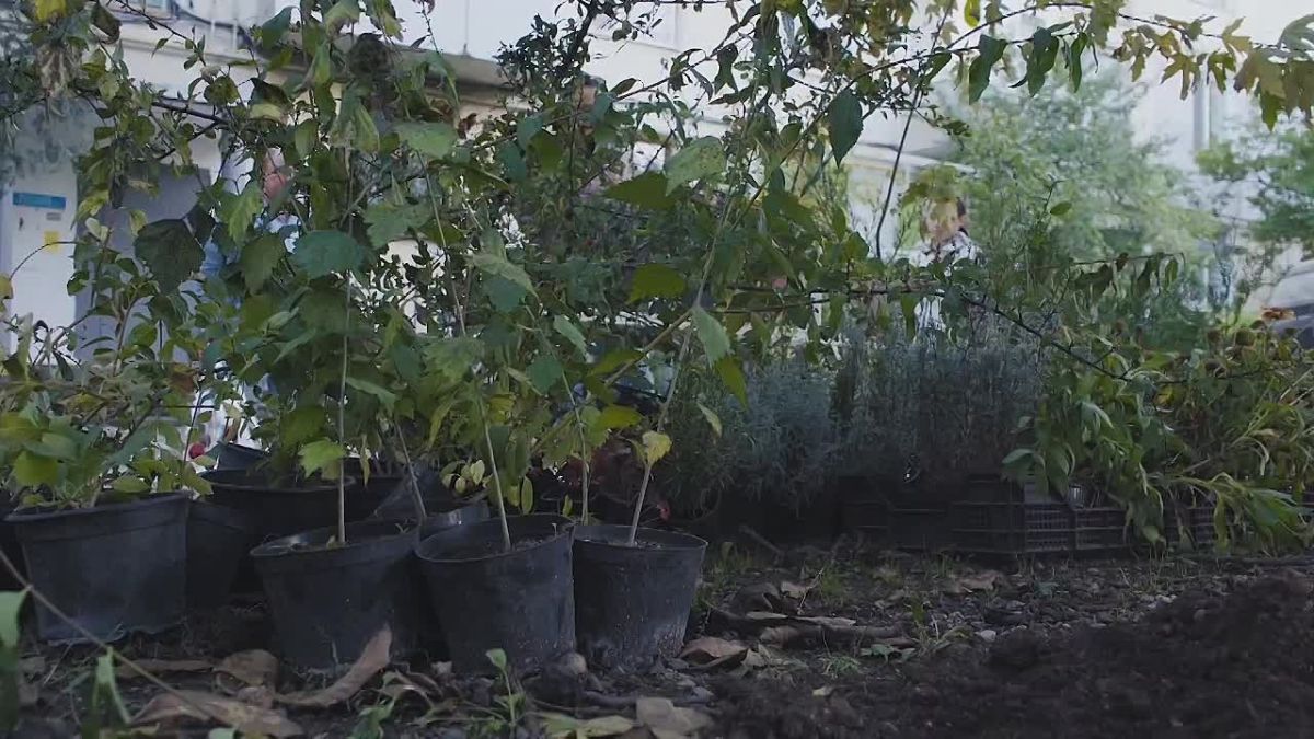 22 октября подвели итоги городского конкурса «Лучший цветник (клумба, газон, зелёная зона)» среди территориальных общественных самоуправлений