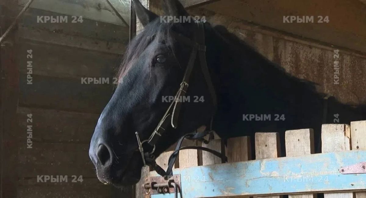 В Севастополе ветеринары начали проводить диагностику здоровья лошадей в хозяйствах В Севастополе ветеринары начали проводить диагностику здоровья лошадей в хозяйствах