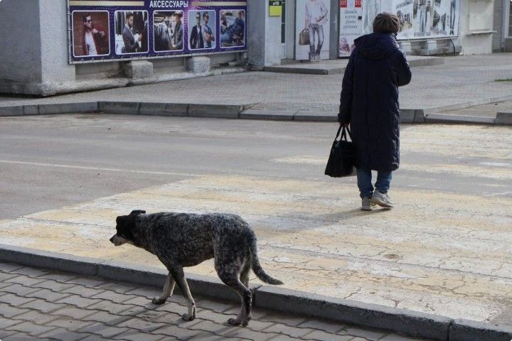 В Крыму для собачьего приюта готовы купить варочный котел за 300 тысяч рублей