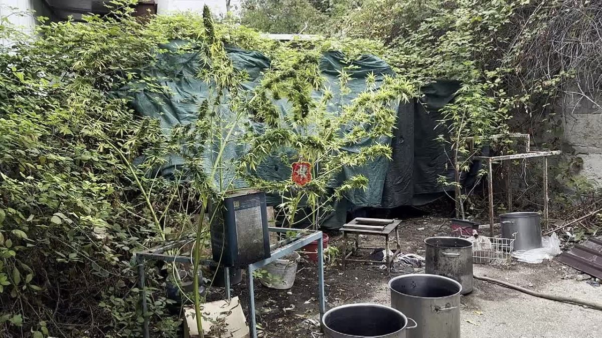 В Севастополе полицейские уличили местного жителя в культивировании запрещенных растений