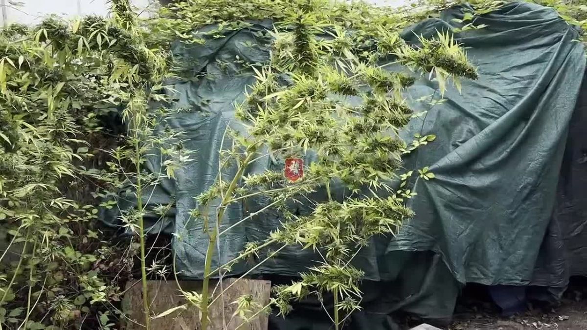 В Севастополе задержан 54-летний мужчина, вырастивший 24 куста конопли