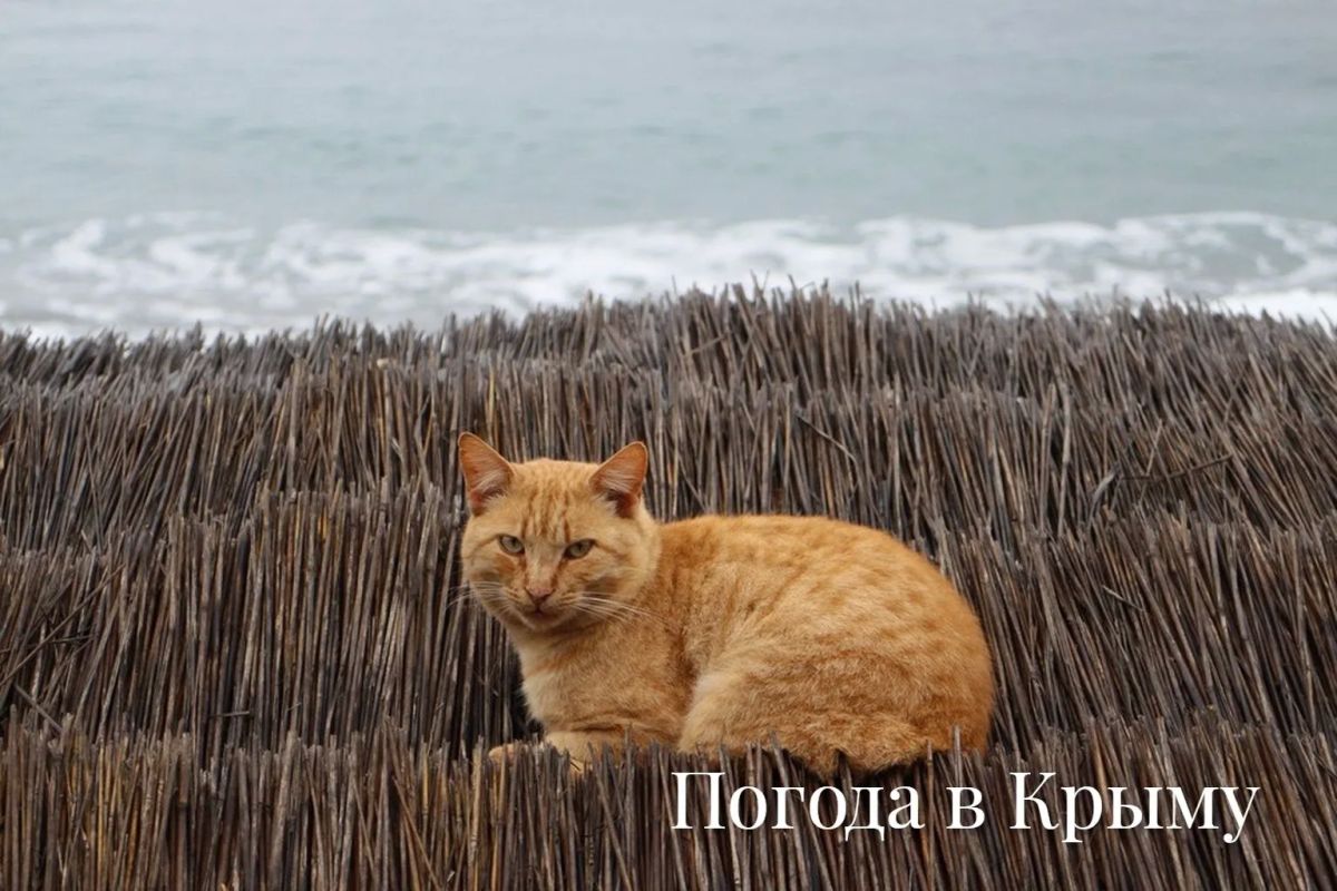 Доброе утро!. . Рассказываем, какой будет погода на полуострове 26 октября